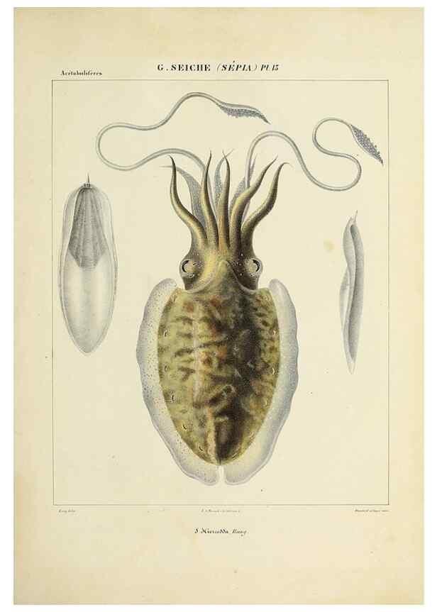 Reproducción/Reproduction 49434927686: Histoire naturelle, générale et particulière des céphalopodes acétabuifères viants, et fossiles :. Paris :Impr. de A. Lacour,1835-1848.. 