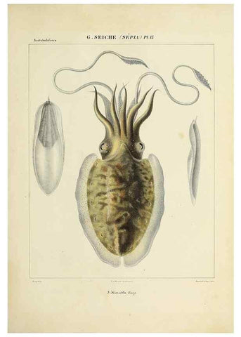 Reproducción/Reproduction 49434927686: Histoire naturelle, générale et particulière des céphalopodes acétabuifères viants, et fossiles :. Paris :Impr. de A. Lacour,1835-1848.. 