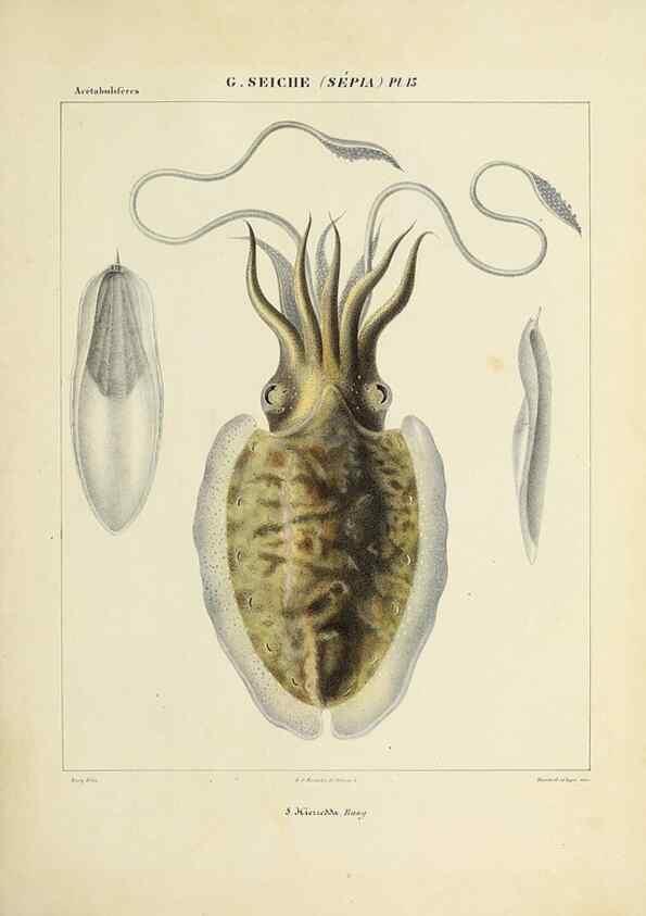 Reproducción/Reproduction 49434927686: Histoire naturelle, générale et particulière des céphalopodes acétabuifères viants, et fossiles :. Paris :Impr. de A. Lacour,1835-1848.. 
