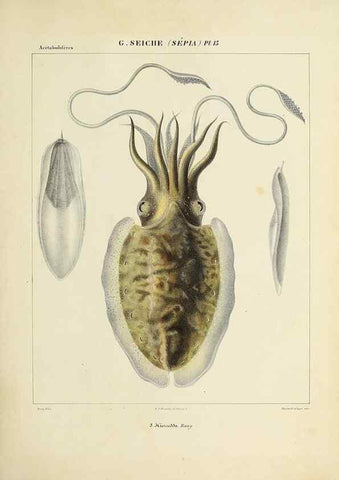 Reproducción/Reproduction 49434927686: Histoire naturelle, générale et particulière des céphalopodes acétabuifères viants, et fossiles :. Paris :Impr. de A. Lacour,1835-1848.. 