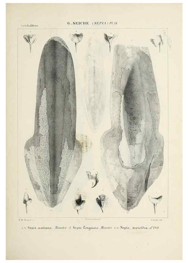 Reproducción/Reproduction 49434928076: Histoire naturelle, générale et particulière des céphalopodes acétabuifères viants, et fossiles :. Paris :Impr. de A. Lacour,1835-1848.. 
