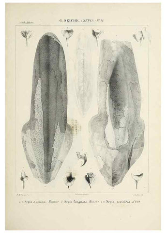Reproducción/Reproduction 49434928076: Histoire naturelle, générale et particulière des céphalopodes acétabuifères viants, et fossiles :. Paris :Impr. de A. Lacour,1835-1848.. 
