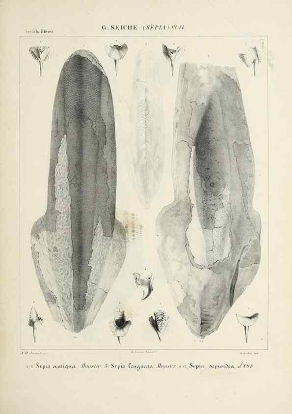 Reproducción/Reproduction 49434928076: Histoire naturelle, générale et particulière des céphalopodes acétabuifères viants, et fossiles :. Paris :Impr. de A. Lacour,1835-1848.. 