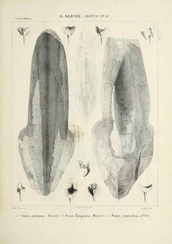 Reproducción/Reproduction 49434928076: Histoire naturelle, générale et particulière des céphalopodes acétabuifères viants, et fossiles :. Paris :Impr. de A. Lacour,1835-1848.. 