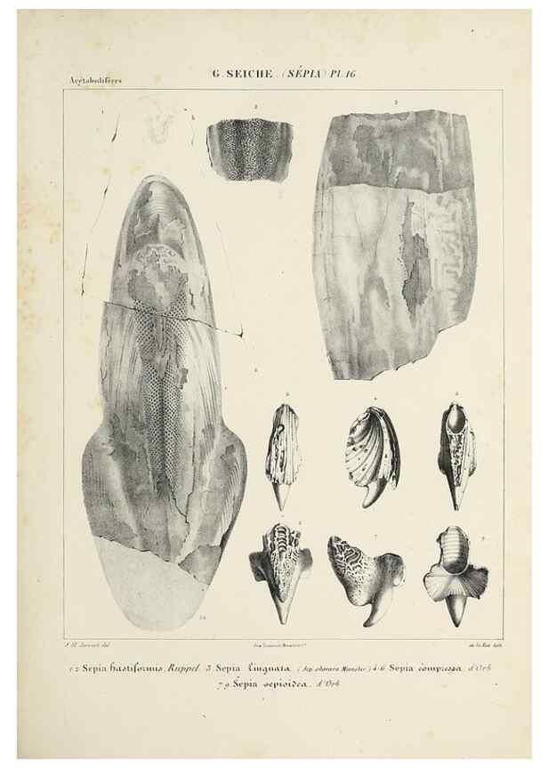 Reproducción/Reproduction 49434928681: Histoire naturelle, générale et particulière des céphalopodes acétabuifères viants, et fossiles :. Paris :Impr. de A. Lacour,1835-1848.. 