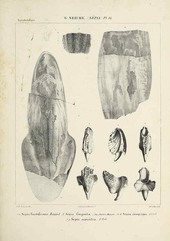 Reproducción/Reproduction 49434928681: Histoire naturelle, générale et particulière des céphalopodes acétabuifères viants, et fossiles :. Paris :Impr. de A. Lacour,1835-1848.. 