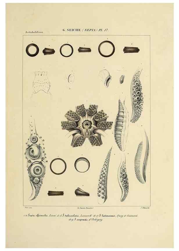 Reproducción/Reproduction 49434454948: Histoire naturelle, générale et particulière des céphalopodes acétabuifères viants, et fossiles :. Paris :Impr. de A. Lacour,1835-1848.. 