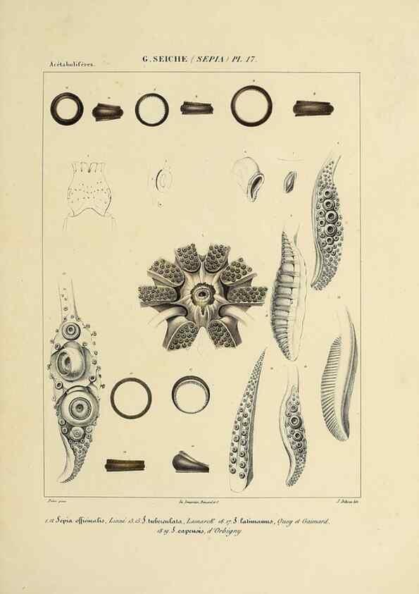Reproducción/Reproduction 49434454948: Histoire naturelle, générale et particulière des céphalopodes acétabuifères viants, et fossiles :. Paris :Impr. de A. Lacour,1835-1848.. 