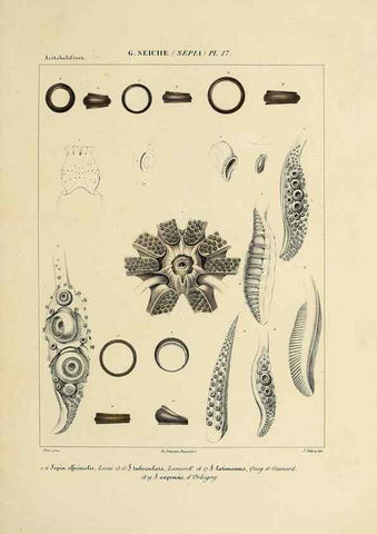 Reproducción/Reproduction 49434454948: Histoire naturelle, générale et particulière des céphalopodes acétabuifères viants, et fossiles :. Paris :Impr. de A. Lacour,1835-1848.. 