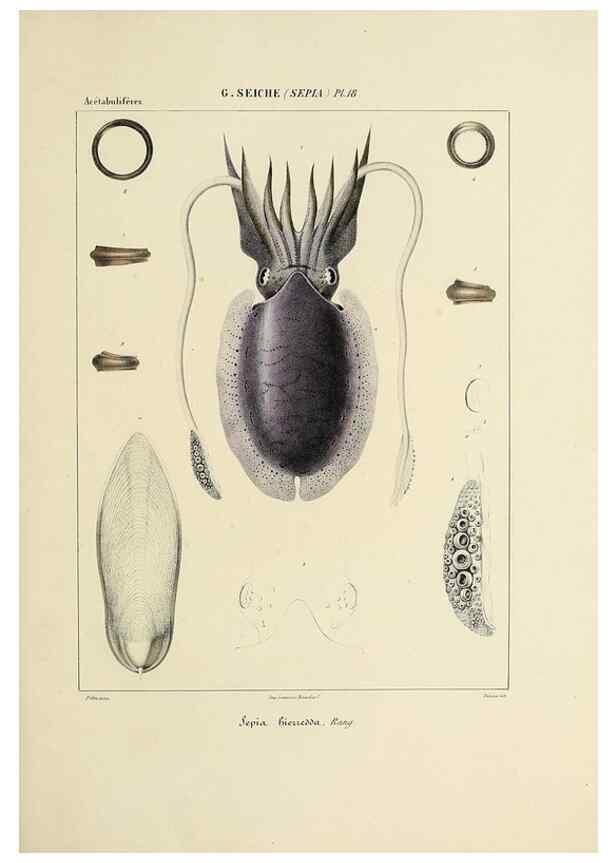Reproducción/Reproduction 49434929316: Histoire naturelle, générale et particulière des céphalopodes acétabuifères viants, et fossiles :. Paris :Impr. de A. Lacour,1835-1848.. 