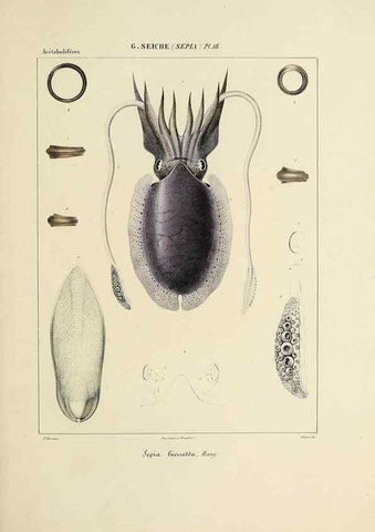 Reproducción/Reproduction 49434929316: Histoire naturelle, générale et particulière des céphalopodes acétabuifères viants, et fossiles :. Paris :Impr. de A. Lacour,1835-1848.. 
