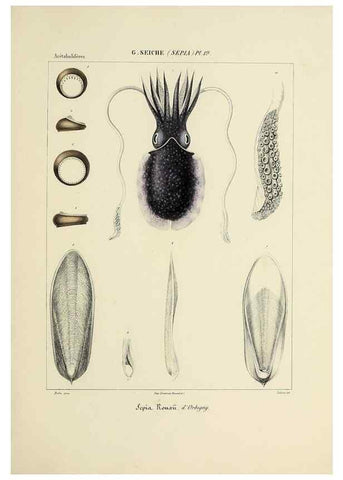 Reproducción/Reproduction 49434929651: Histoire naturelle, générale et particulière des céphalopodes acétabuifères viants, et fossiles :. Paris :Impr. de A. Lacour,1835-1848.. 