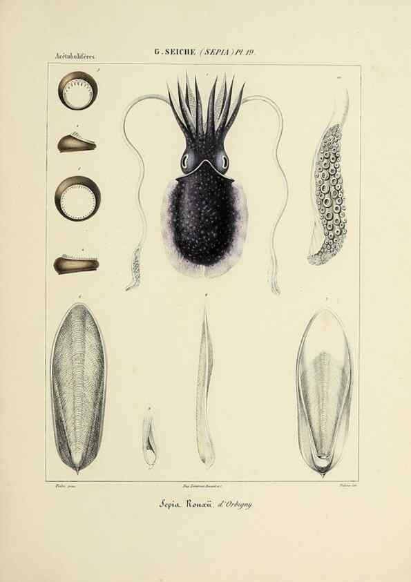 Reproducción/Reproduction 49434929651: Histoire naturelle, générale et particulière des céphalopodes acétabuifères viants, et fossiles :. Paris :Impr. de A. Lacour,1835-1848.. 