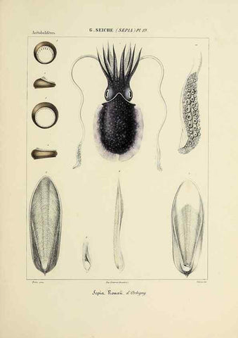 Reproducción/Reproduction 49434929651: Histoire naturelle, générale et particulière des céphalopodes acétabuifères viants, et fossiles :. Paris :Impr. de A. Lacour,1835-1848.. 