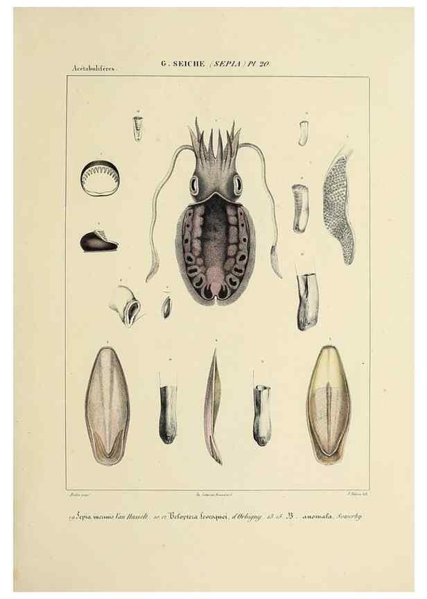 Reproducción/Reproduction 49434455743: Histoire naturelle, générale et particulière des céphalopodes acétabuifères viants, et fossiles :. Paris :Impr. de A. Lacour,1835-1848.. 
