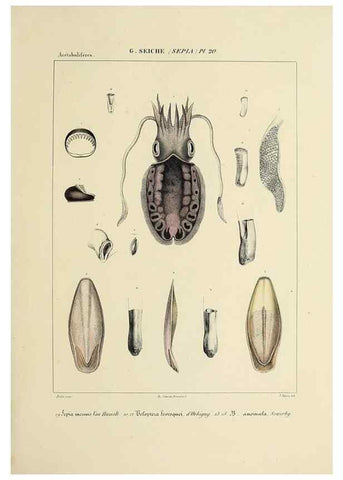 Reproducción/Reproduction 49434455743: Histoire naturelle, générale et particulière des céphalopodes acétabuifères viants, et fossiles :. Paris :Impr. de A. Lacour,1835-1848.. 