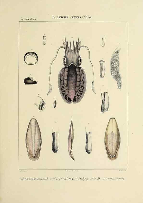 Reproducción/Reproduction 49434455743: Histoire naturelle, générale et particulière des céphalopodes acétabuifères viants, et fossiles :. Paris :Impr. de A. Lacour,1835-1848.. 