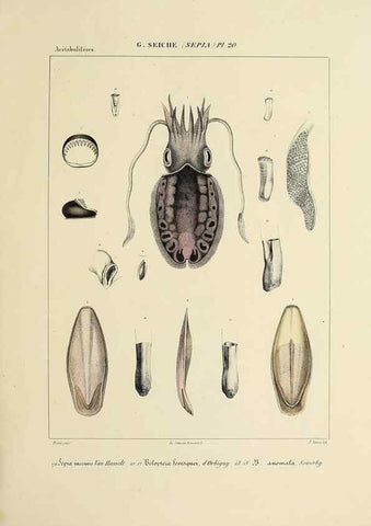 Reproducción/Reproduction 49434455743: Histoire naturelle, générale et particulière des céphalopodes acétabuifères viants, et fossiles :. Paris :Impr. de A. Lacour,1835-1848.. 