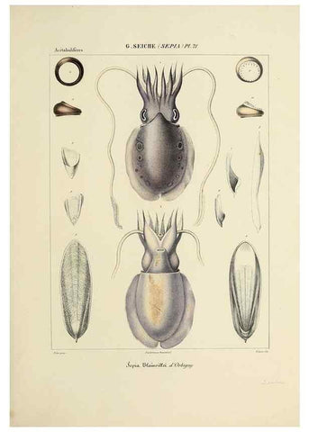 Reproducción/Reproduction 49434456218: Histoire naturelle, générale et particulière des céphalopodes acétabuifères viants, et fossiles :. Paris :Impr. de A. Lacour,1835-1848.. 
