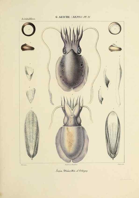 Reproducción/Reproduction 49434456218: Histoire naturelle, générale et particulière des céphalopodes acétabuifères viants, et fossiles :. Paris :Impr. de A. Lacour,1835-1848.. 