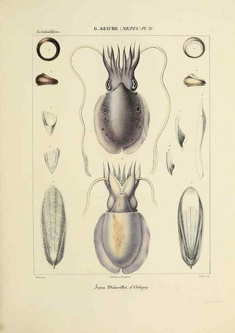 Reproducción/Reproduction 49434456218: Histoire naturelle, générale et particulière des céphalopodes acétabuifères viants, et fossiles :. Paris :Impr. de A. Lacour,1835-1848.. 
