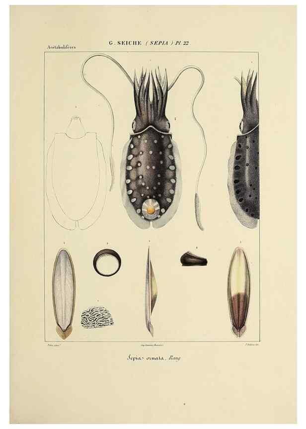 Reproducción/Reproduction 49434930831: Histoire naturelle, générale et particulière des céphalopodes acétabuifères viants, et fossiles :. Paris :Impr. de A. Lacour,1835-1848.. 