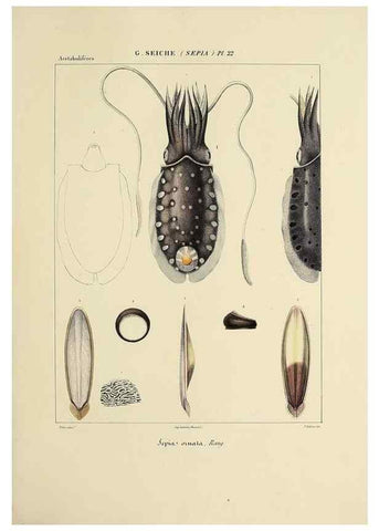 Reproducción/Reproduction 49434930831: Histoire naturelle, générale et particulière des céphalopodes acétabuifères viants, et fossiles :. Paris :Impr. de A. Lacour,1835-1848.. 