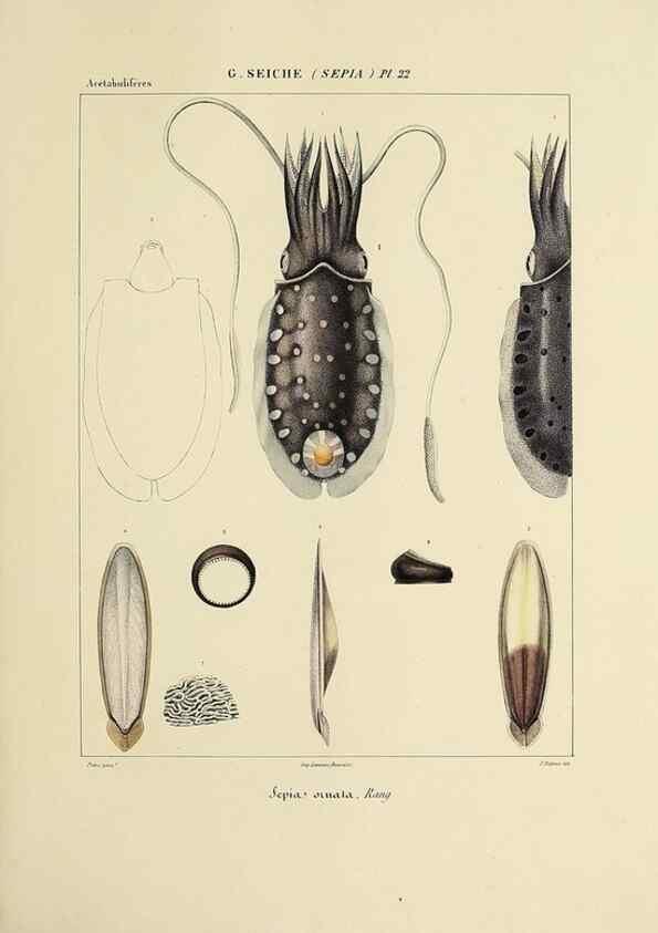 Reproducción/Reproduction 49434930831: Histoire naturelle, générale et particulière des céphalopodes acétabuifères viants, et fossiles :. Paris :Impr. de A. Lacour,1835-1848.. 