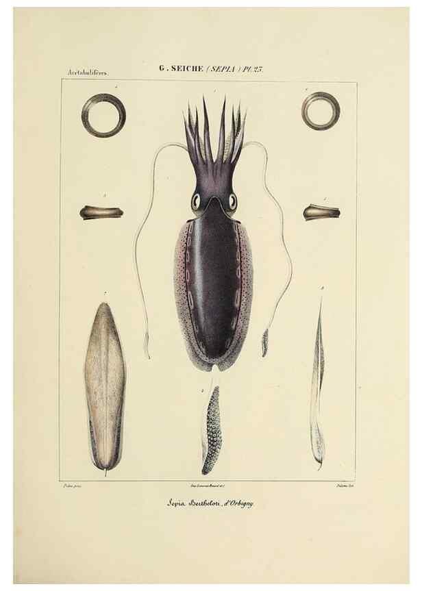 Reproducción/Reproduction 49435153097: Histoire naturelle, générale et particulière des céphalopodes acétabuifères viants, et fossiles :. Paris :Impr. de A. Lacour,1835-1848.. 