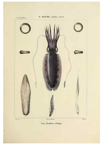 Reproducción/Reproduction 49435153097: Histoire naturelle, générale et particulière des céphalopodes acétabuifères viants, et fossiles :. Paris :Impr. de A. Lacour,1835-1848.. 