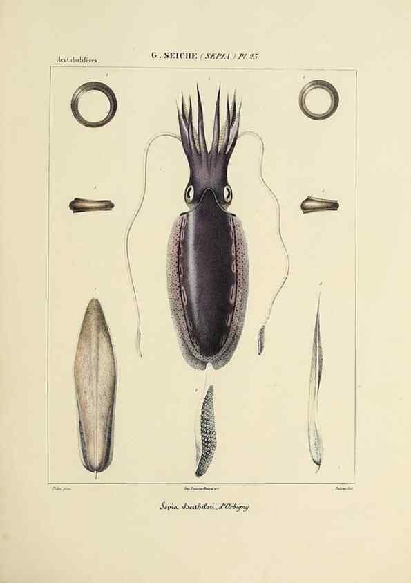 Reproducción/Reproduction 49435153097: Histoire naturelle, générale et particulière des céphalopodes acétabuifères viants, et fossiles :. Paris :Impr. de A. Lacour,1835-1848.. 