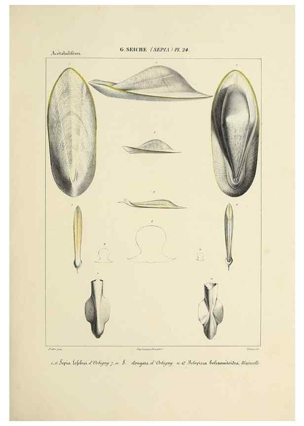 Reproducción/Reproduction 49435153477: Histoire naturelle, générale et particulière des céphalopodes acétabuifères viants, et fossiles :. Paris :Impr. de A. Lacour,1835-1848.. 
