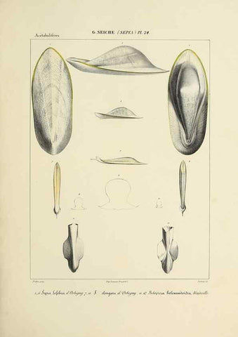 Reproducción/Reproduction 49435153477: Histoire naturelle, générale et particulière des céphalopodes acétabuifères viants, et fossiles :. Paris :Impr. de A. Lacour,1835-1848.. 