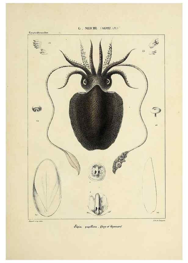 Reproducción/Reproduction 49434449393: Histoire naturelle, générale et particulière des céphalopodes acétabuifères viants, et fossiles :. Paris :Impr. de A. Lacour,1835-1848.. 