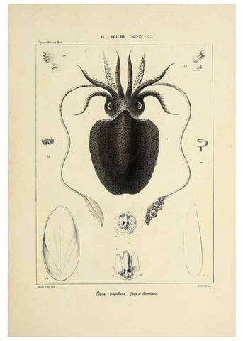 Reproducción/Reproduction 49434449393: Histoire naturelle, générale et particulière des céphalopodes acétabuifères viants, et fossiles :. Paris :Impr. de A. Lacour,1835-1848.. 