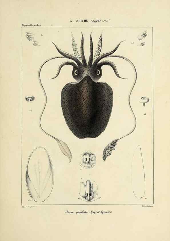 Reproducción/Reproduction 49434449393: Histoire naturelle, générale et particulière des céphalopodes acétabuifères viants, et fossiles :. Paris :Impr. de A. Lacour,1835-1848.. 