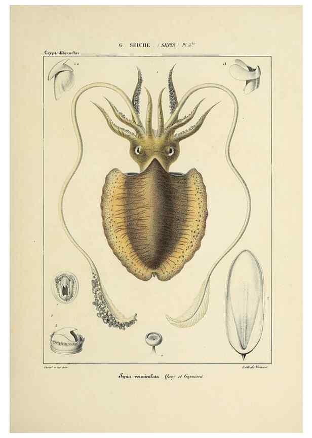 Reproducción/Reproduction 49434449043: Histoire naturelle, générale et particulière des céphalopodes acétabuifères viants, et fossiles :. Paris :Impr. de A. Lacour,1835-1848.. 