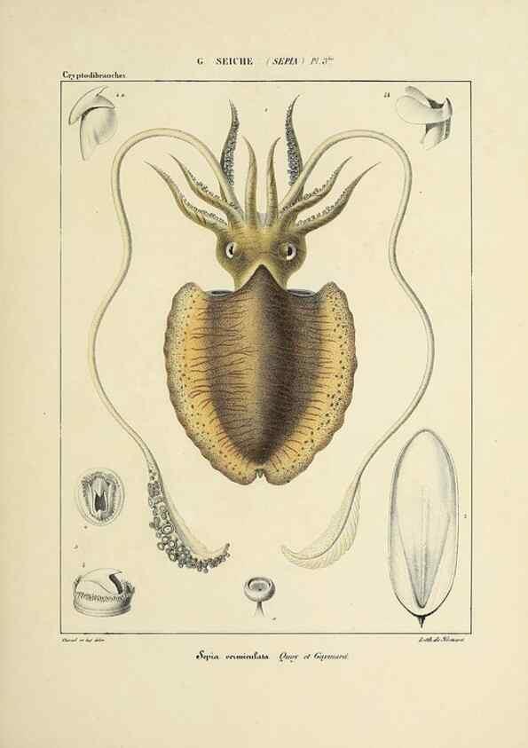 Reproducción/Reproduction 49434449043: Histoire naturelle, générale et particulière des céphalopodes acétabuifères viants, et fossiles :. Paris :Impr. de A. Lacour,1835-1848.. 
