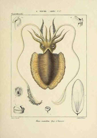 Reproducción/Reproduction 49434449043: Histoire naturelle, générale et particulière des céphalopodes acétabuifères viants, et fossiles :. Paris :Impr. de A. Lacour,1835-1848.. 