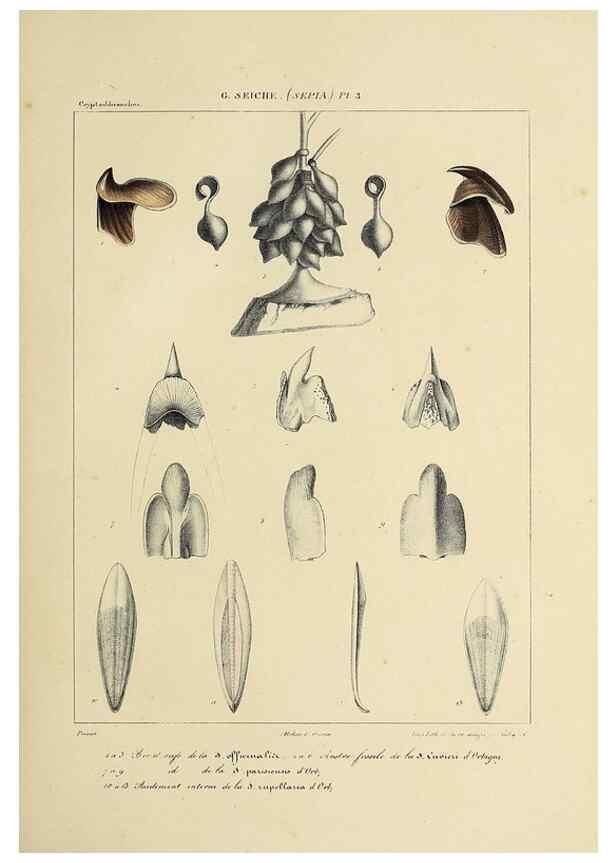 Reproducción/Reproduction 49434448733: Histoire naturelle, générale et particulière des céphalopodes acétabuifères viants, et fossiles :. Paris :Impr. de A. Lacour,1835-1848.. 
