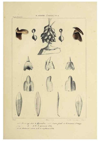 Reproducción/Reproduction 49434448733: Histoire naturelle, générale et particulière des céphalopodes acétabuifères viants, et fossiles :. Paris :Impr. de A. Lacour,1835-1848.. 