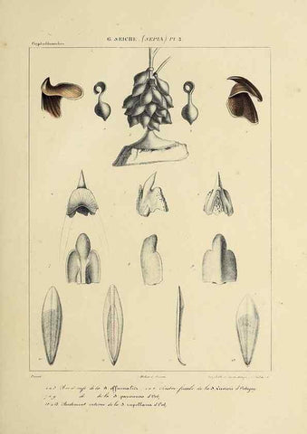 Reproducción/Reproduction 49434448733: Histoire naturelle, générale et particulière des céphalopodes acétabuifères viants, et fossiles :. Paris :Impr. de A. Lacour,1835-1848.. 