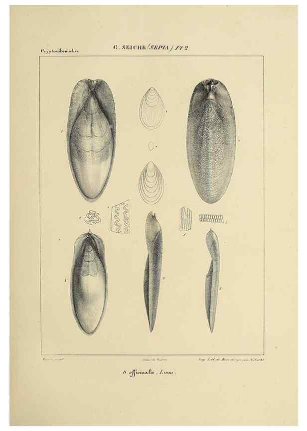 Reproducción/Reproduction 49434922151: Histoire naturelle, générale et particulière des céphalopodes acétabuifères viants, et fossiles :. Paris :Impr. de A. Lacour,1835-1848.. 