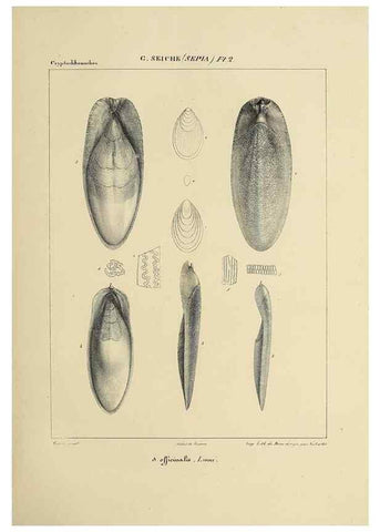 Reproducción/Reproduction 49434922151: Histoire naturelle, générale et particulière des céphalopodes acétabuifères viants, et fossiles :. Paris :Impr. de A. Lacour,1835-1848.. 