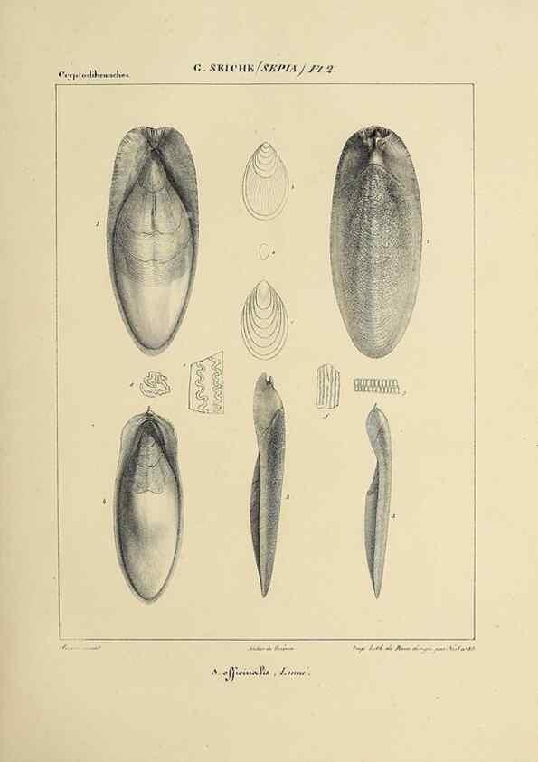Reproducción/Reproduction 49434922151: Histoire naturelle, générale et particulière des céphalopodes acétabuifères viants, et fossiles :. Paris :Impr. de A. Lacour,1835-1848.. 