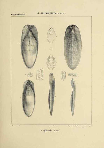 Reproducción/Reproduction 49434922151: Histoire naturelle, générale et particulière des céphalopodes acétabuifères viants, et fossiles :. Paris :Impr. de A. Lacour,1835-1848.. 