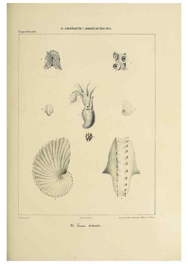 Reproducción/Reproduction 49434917031: Histoire naturelle, générale et particulière des céphalopodes acétabuifères viants, et fossiles :. Paris :Impr. de A. Lacour,1835-1848.. 