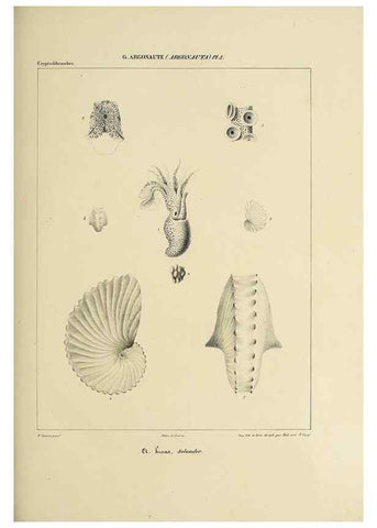 Reproducción/Reproduction 49434917031: Histoire naturelle, générale et particulière des céphalopodes acétabuifères viants, et fossiles :. Paris :Impr. de A. Lacour,1835-1848.. 