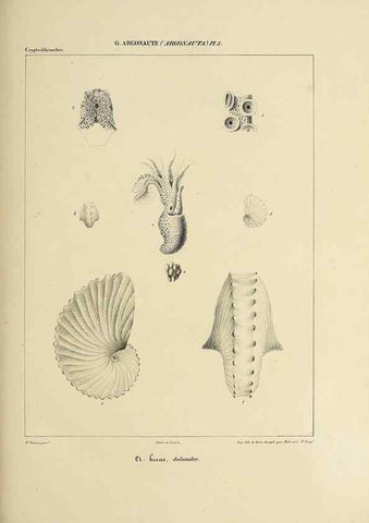 Reproducción/Reproduction 49434917031: Histoire naturelle, générale et particulière des céphalopodes acétabuifères viants, et fossiles :. Paris :Impr. de A. Lacour,1835-1848.. 