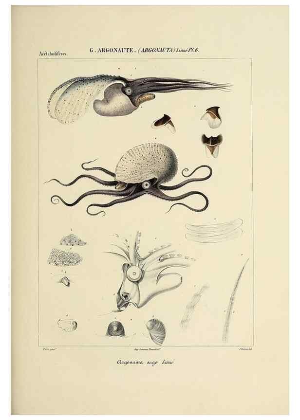 Reproducción/Reproduction 49434917401: Histoire naturelle, générale et particulière des céphalopodes acétabuifères viants, et fossiles :. Paris :Impr. de A. Lacour,1835-1848.. 